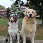 golden retriver e pastore australiano