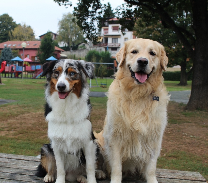 golden retriver e pastore australiano