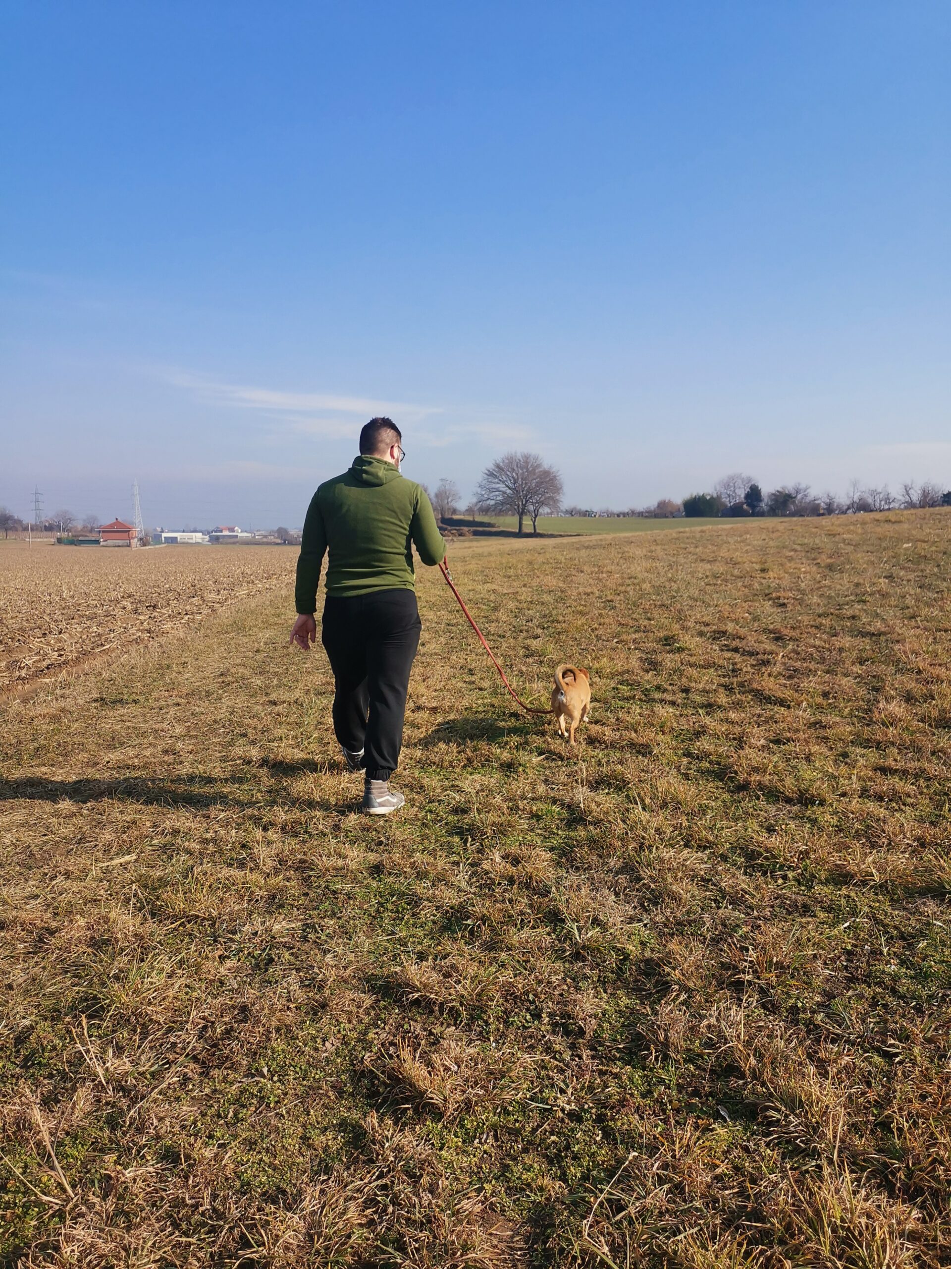 le regole d'oro per la passeggiata con il cane