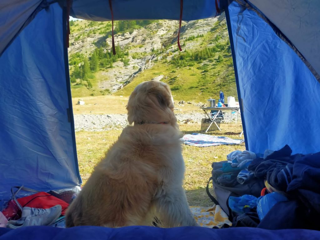 golden retriver in tenda da campeggio