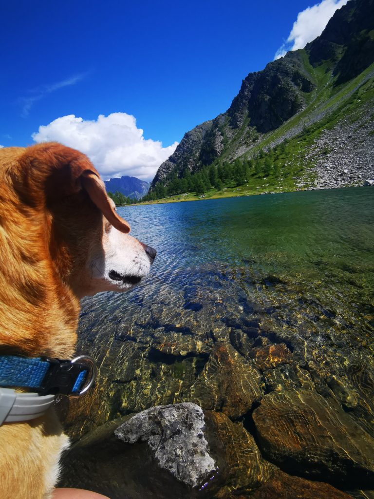 Cane di fronte al lago d'Arpy, in valle d'aosta
